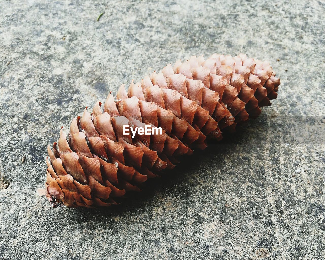 High angle view of pine cone on rock