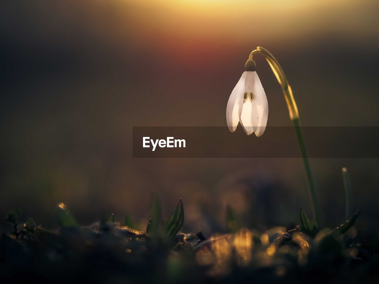 Close-up of flower against blurred background