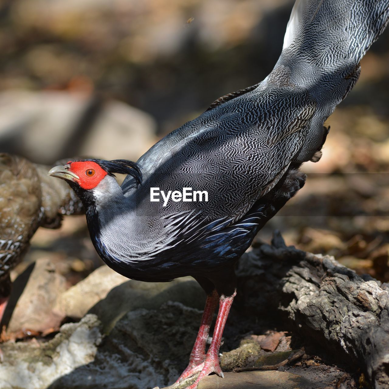 CLOSE-UP OF A BIRD PERCHING ON A ROCK