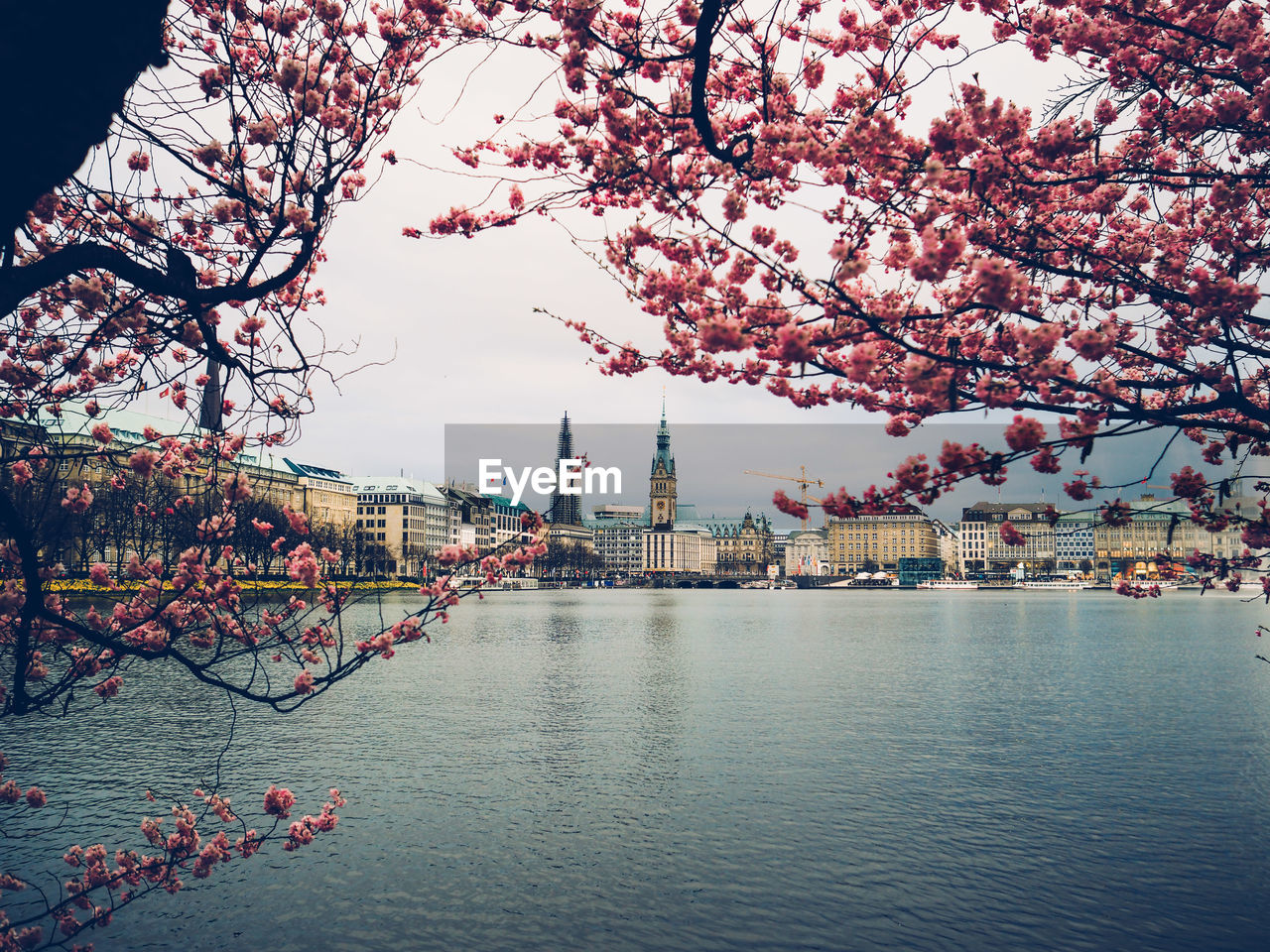 City at waterfront through cherry blossoms