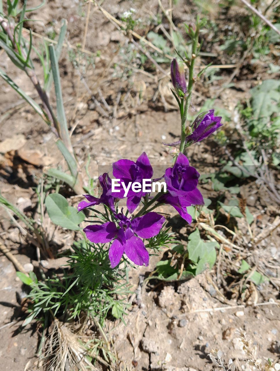 plant, flower, flowering plant, beauty in nature, purple, nature, freshness, growth, fragility, land, wildflower, no people, close-up, field, petal, flower head, day, inflorescence, plant part, high angle view, botany, leaf, outdoors, sunlight, focus on foreground, blossom, iris, springtime, crocus, dirt