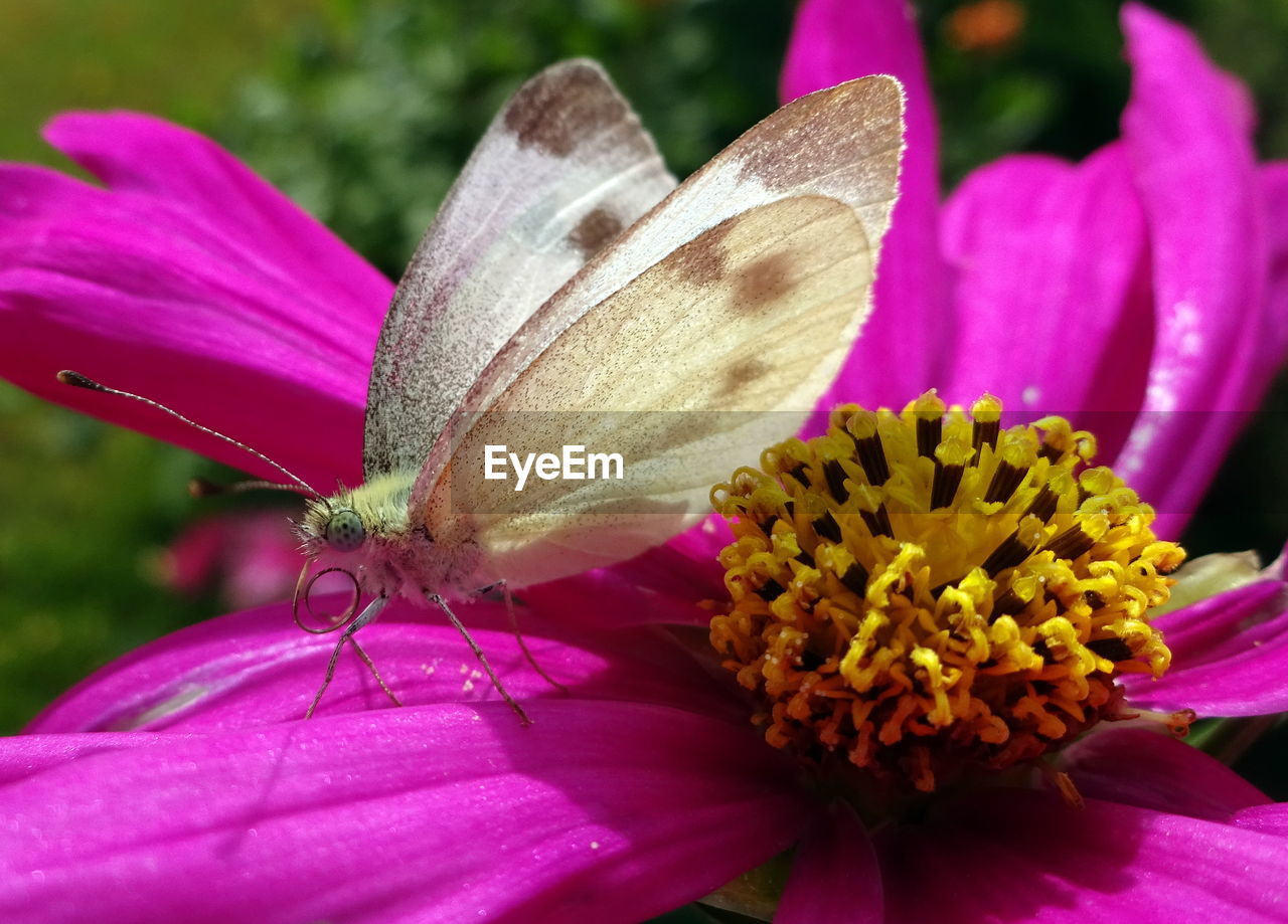 Close-up of butterfly pollinating on flower