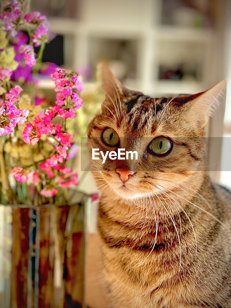CLOSE-UP PORTRAIT OF A CAT ON FLOWER
