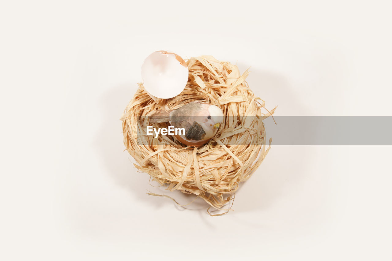 High angle view of bird in nest on white background