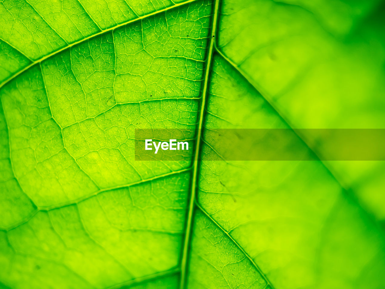 Full frame shot of leaf