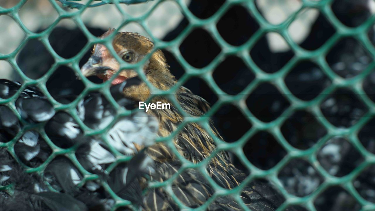 FULL FRAME OF CHAINLINK FENCE