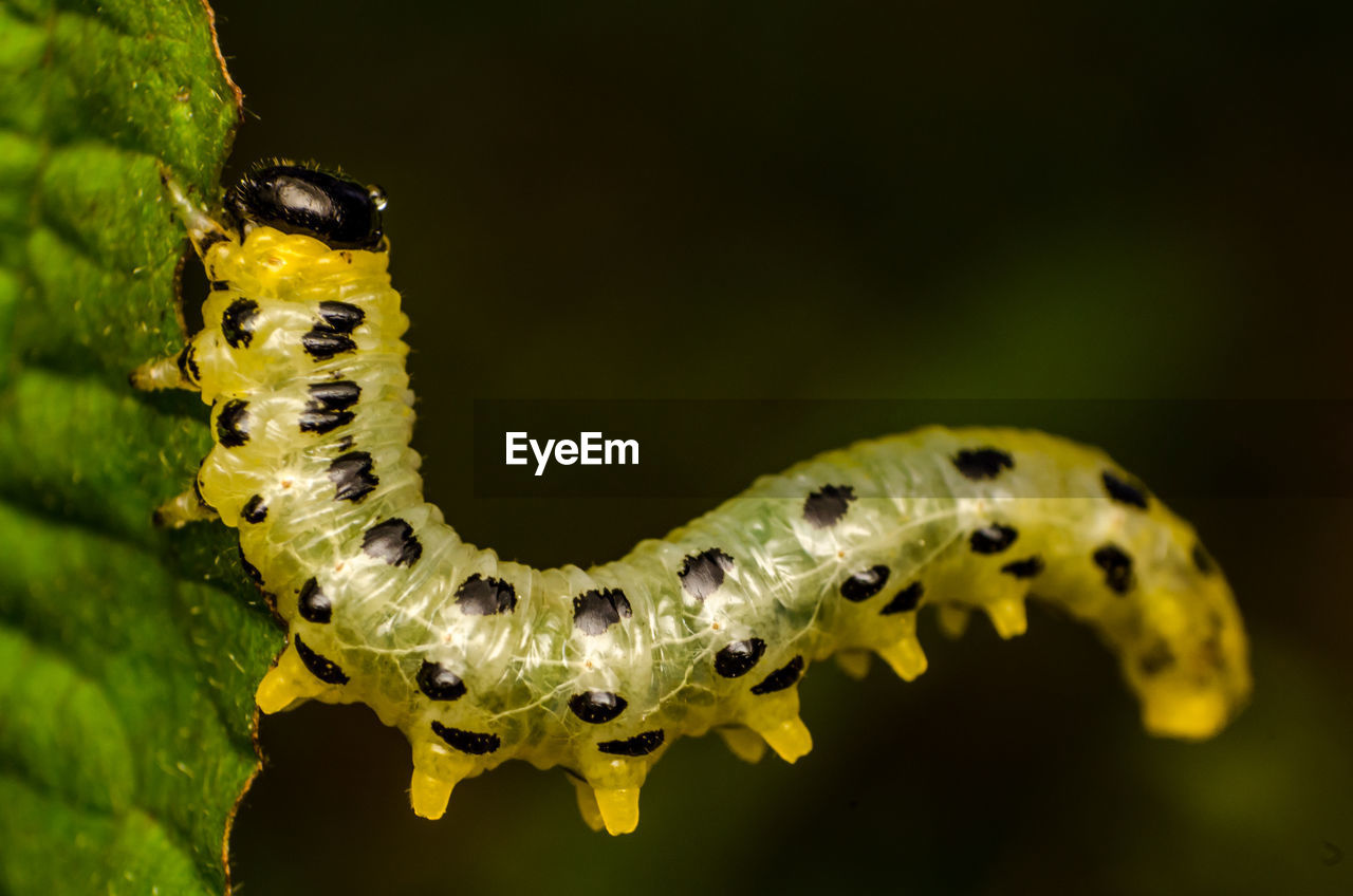 CLOSE-UP OF LADYBUG