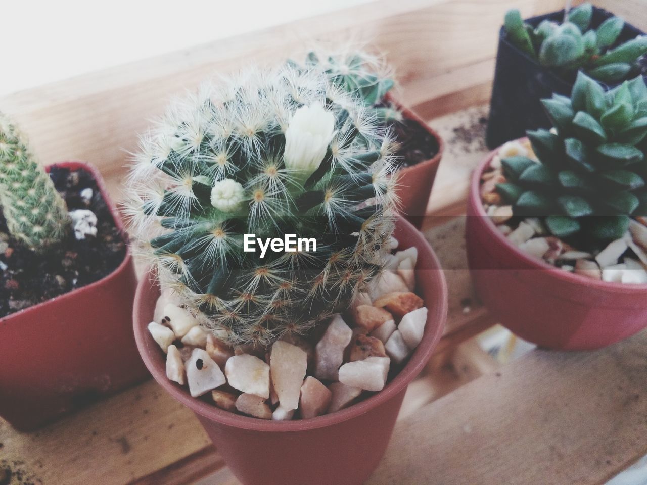 HIGH ANGLE VIEW OF POTTED CACTUS PLANTS