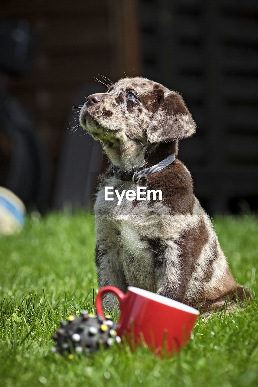 DOG LOOKING AWAY WHILE SITTING OUTDOORS