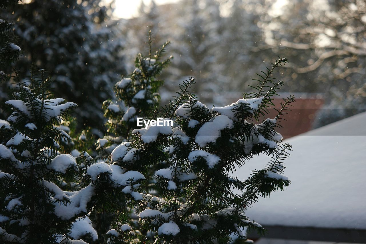 Trees on snow covered landscape