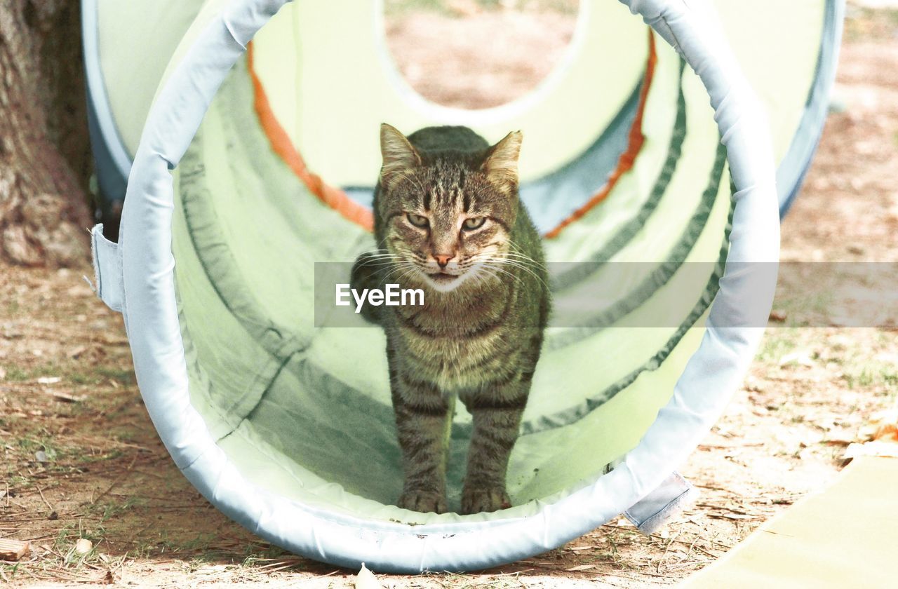 HIGH ANGLE VIEW PORTRAIT OF CAT SITTING BY STONE