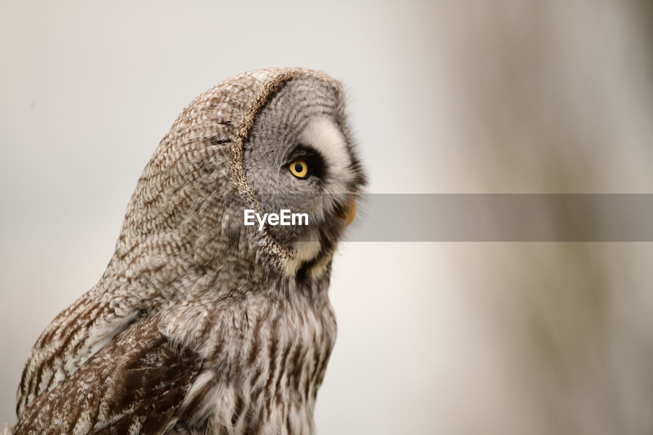Close-up portrait of a grey owl