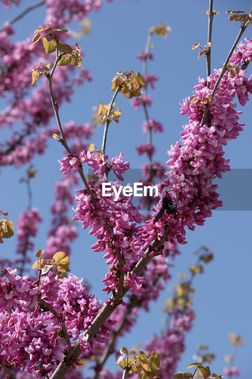 Close-up of pink flowers blooming on tree