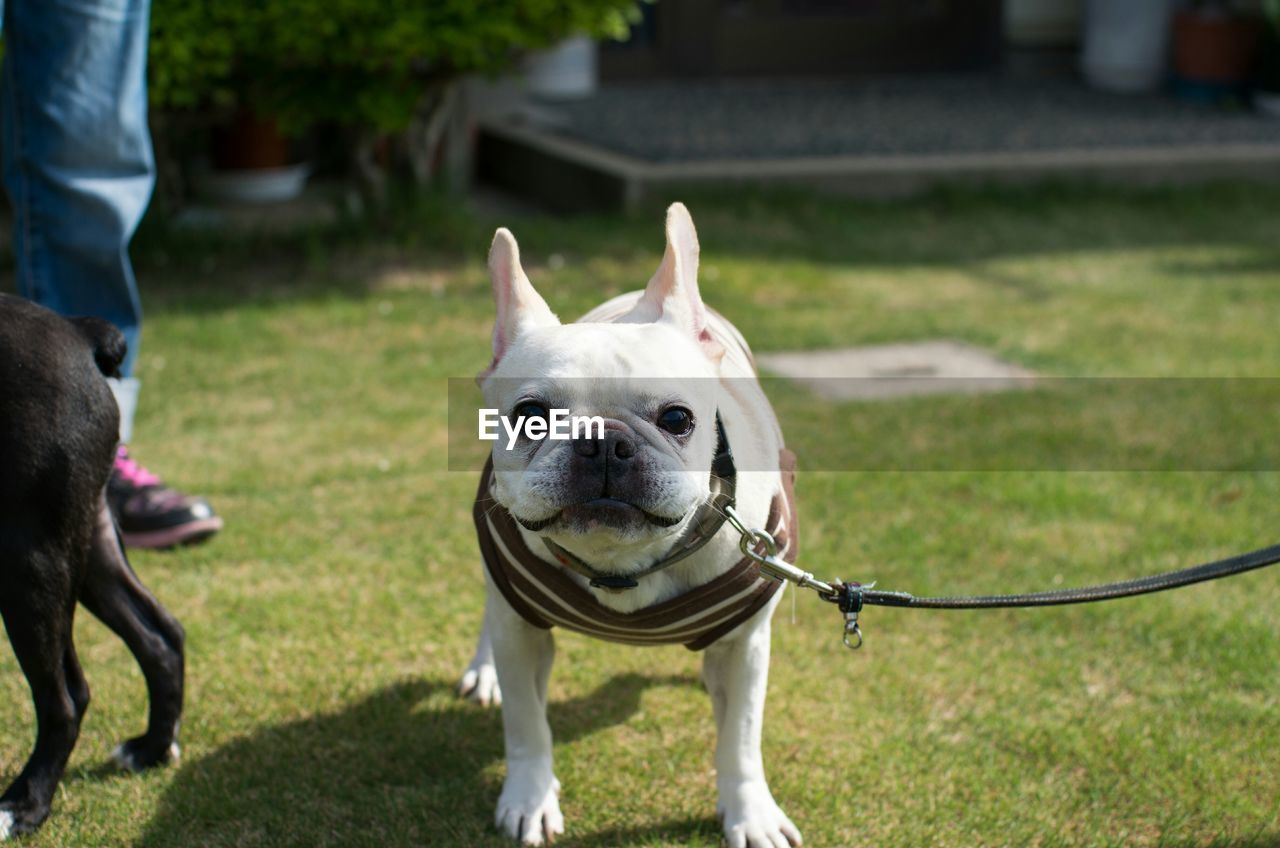 Portrait of french bulldog standing on field