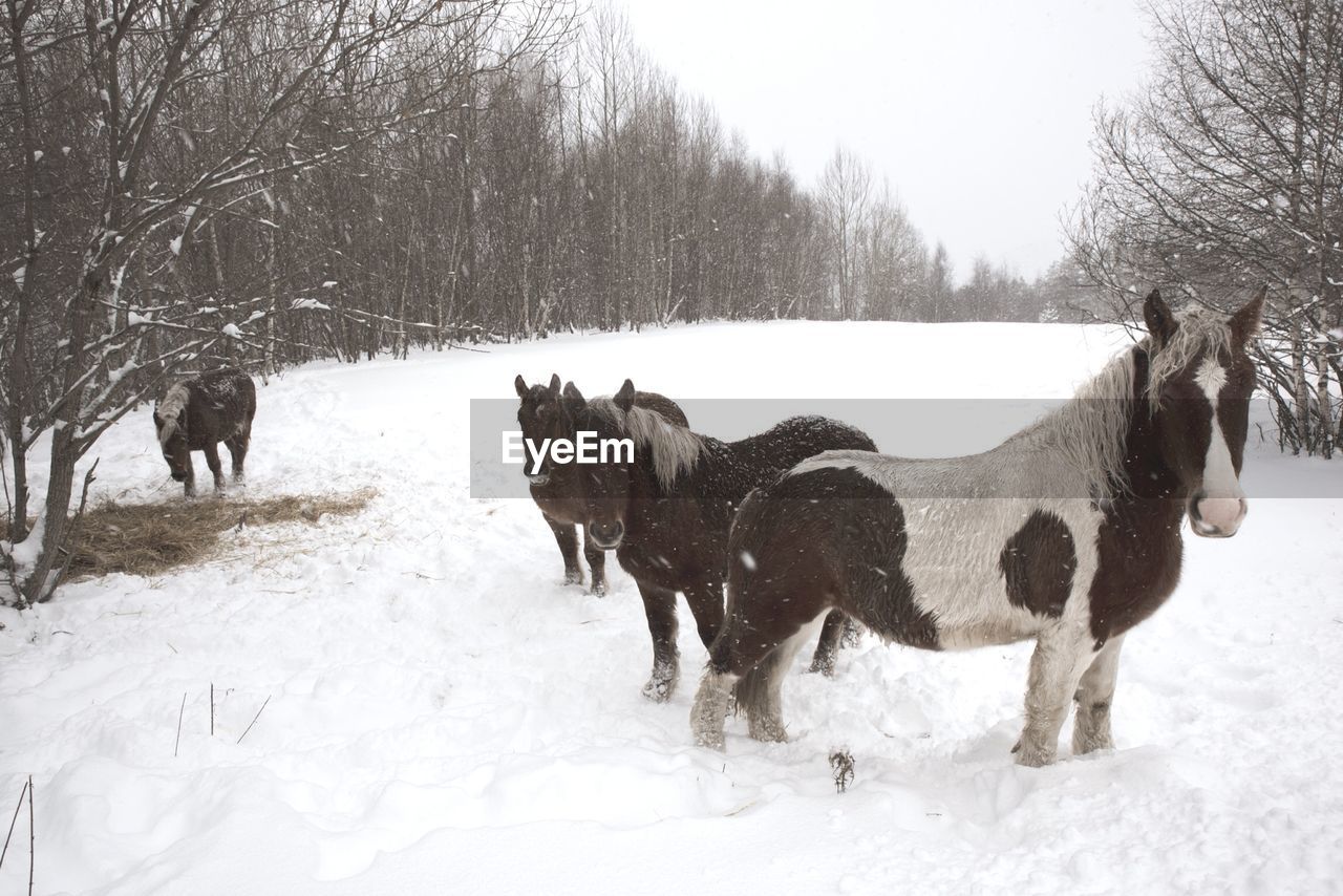 Horses on snow covered landscape