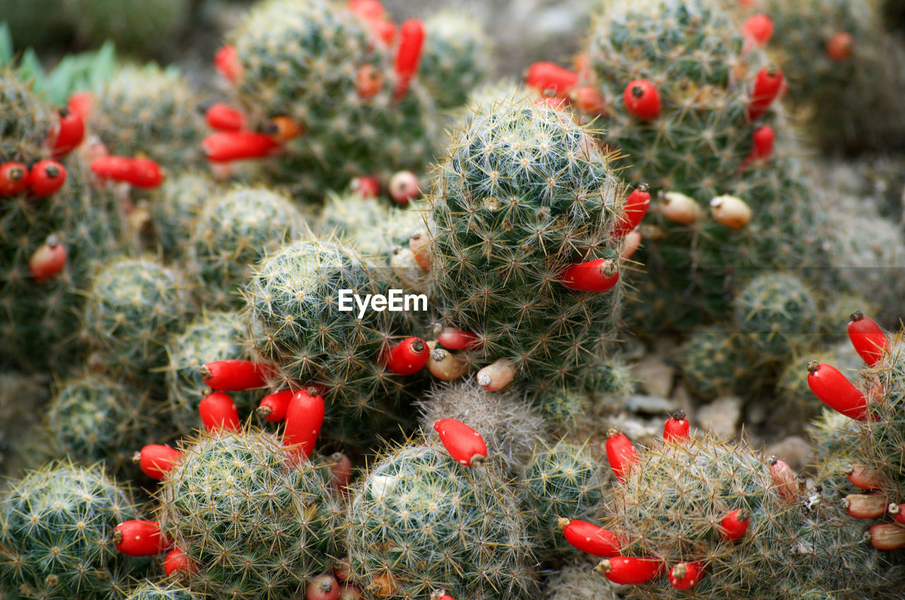 CLOSE-UP OF CACTUS ON FIELD