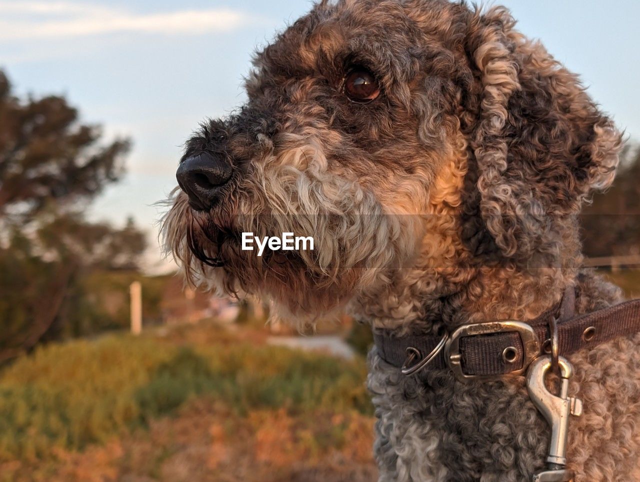 Close-up of a schnoodle dog looking longingly to the distance