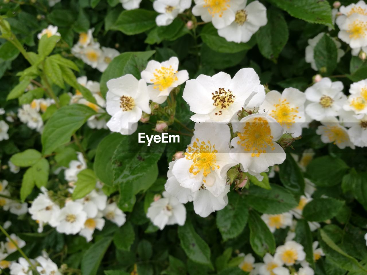 CLOSE-UP OF WHITE FLOWERS BLOOMING IN PARK