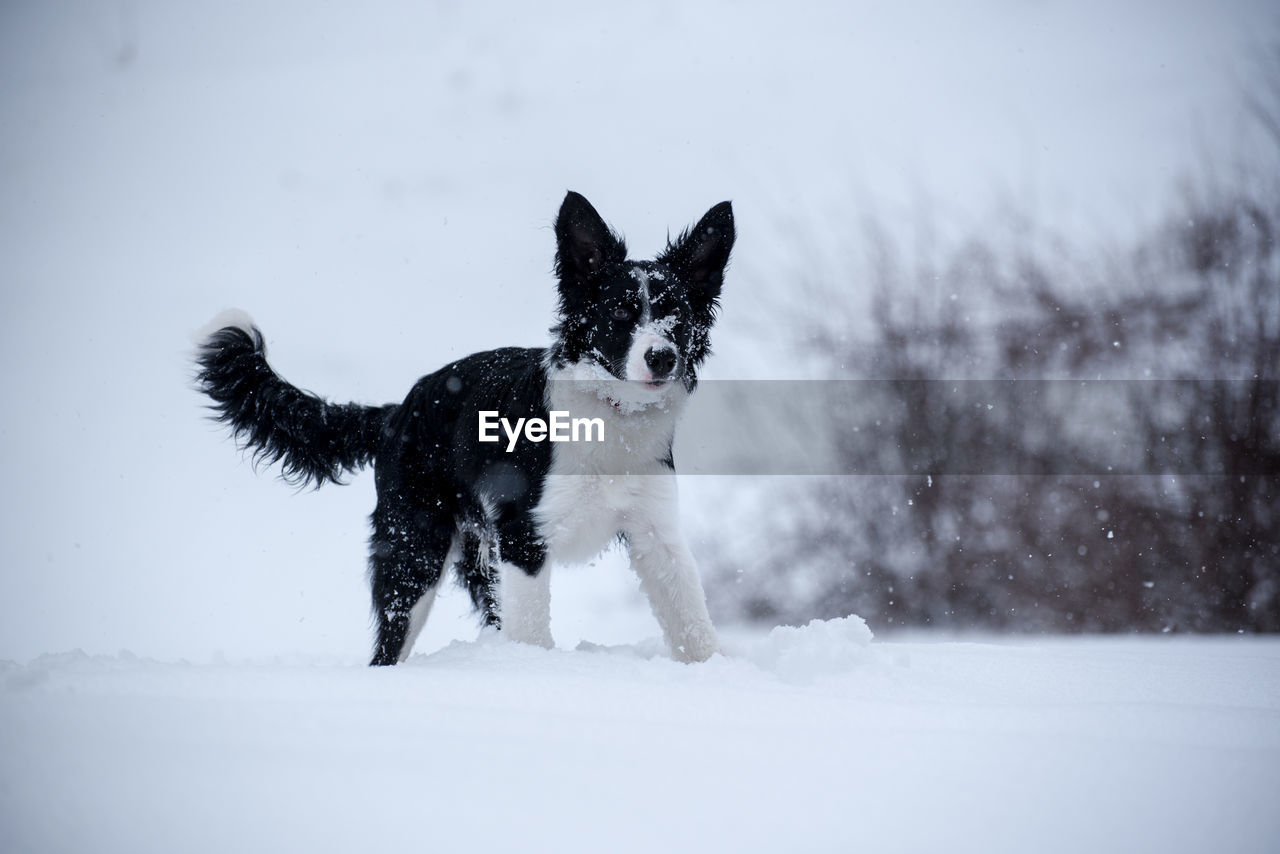 DOG ON SNOW COVERED FIELD