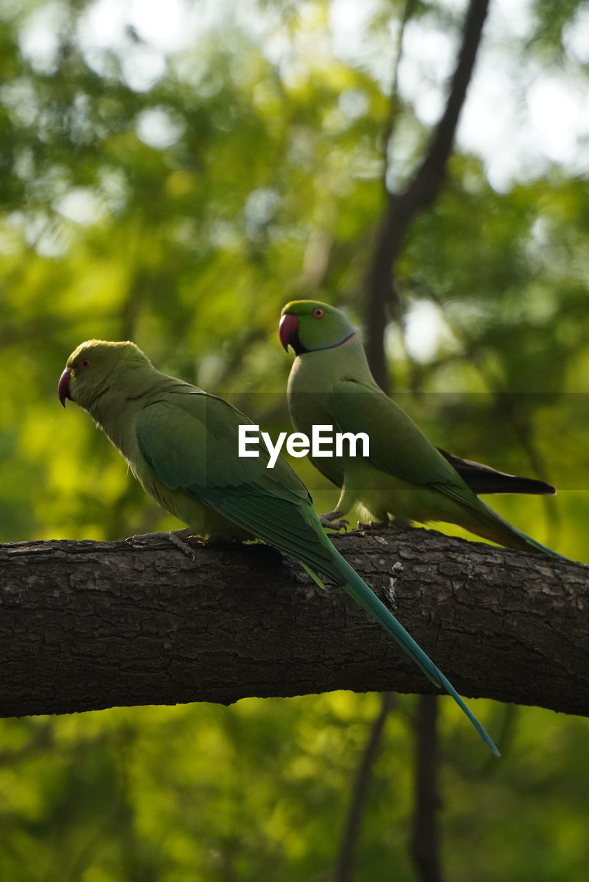 green, tree, animal, animal themes, animal wildlife, bird, plant, nature, branch, wildlife, parrot, yellow, one animal, pet, leaf, perching, parakeet, sunlight, forest, focus on foreground, outdoors, no people, beak, tree trunk, low angle view, trunk, beauty in nature, day