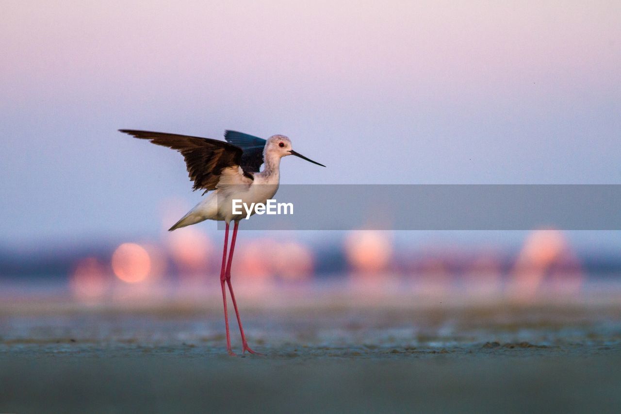 Bird perching on a beach