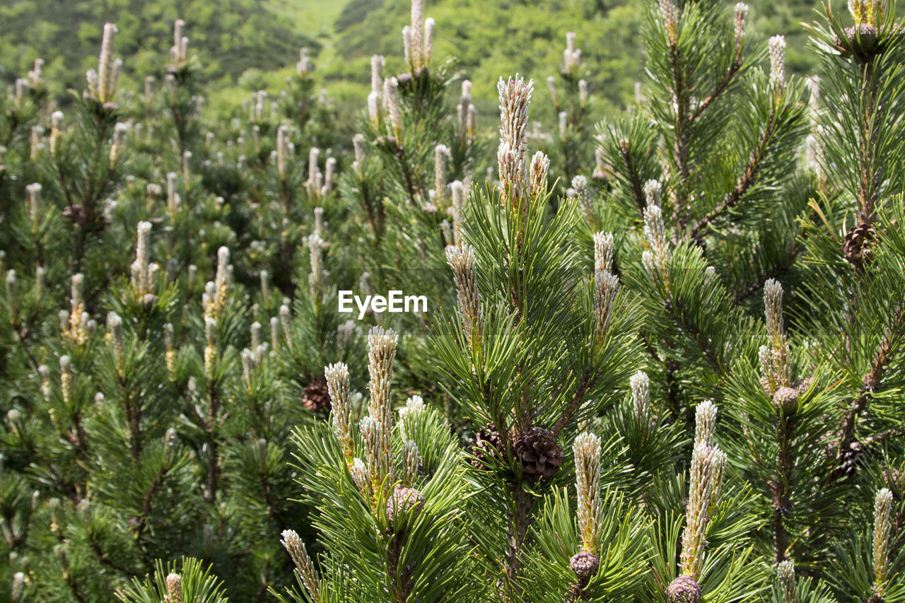 CLOSE-UP OF PINE TREES IN PARK