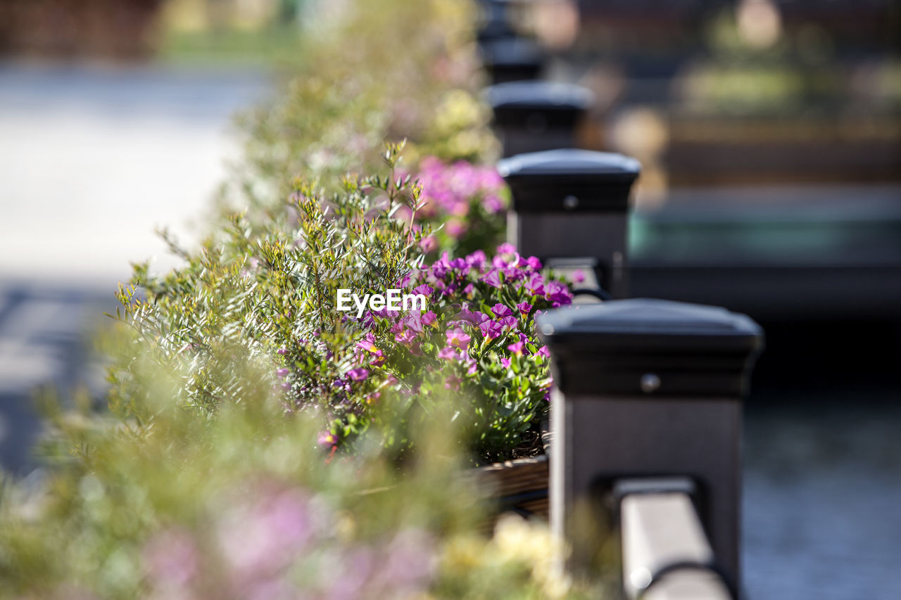 Selective focus of flowers