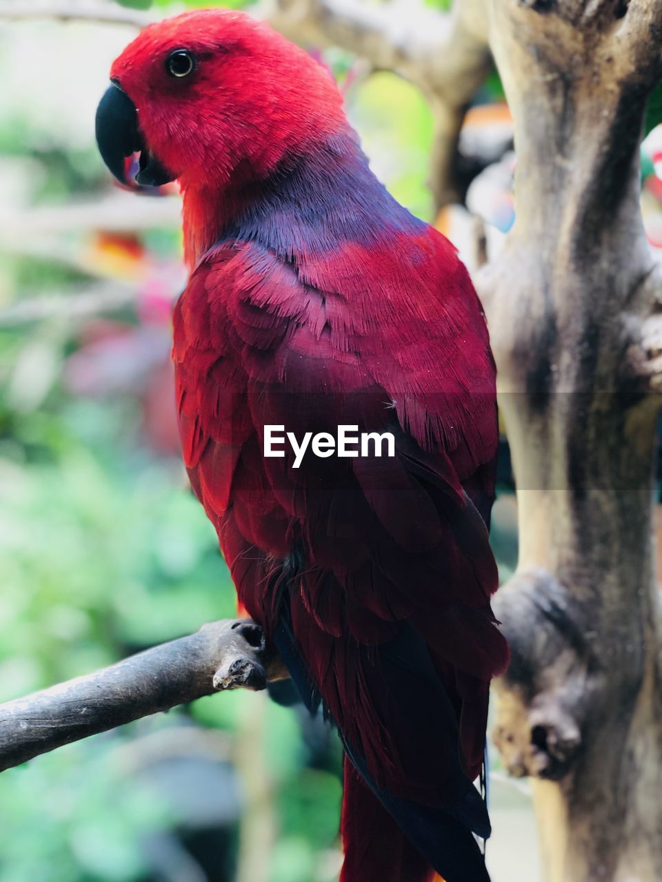 CLOSE-UP OF A PARROT