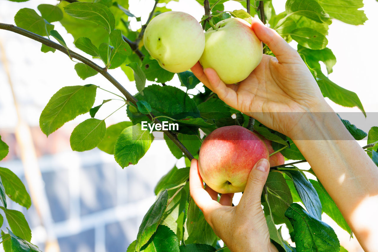 Woman's hand plucks ripe apple from tree in the garden