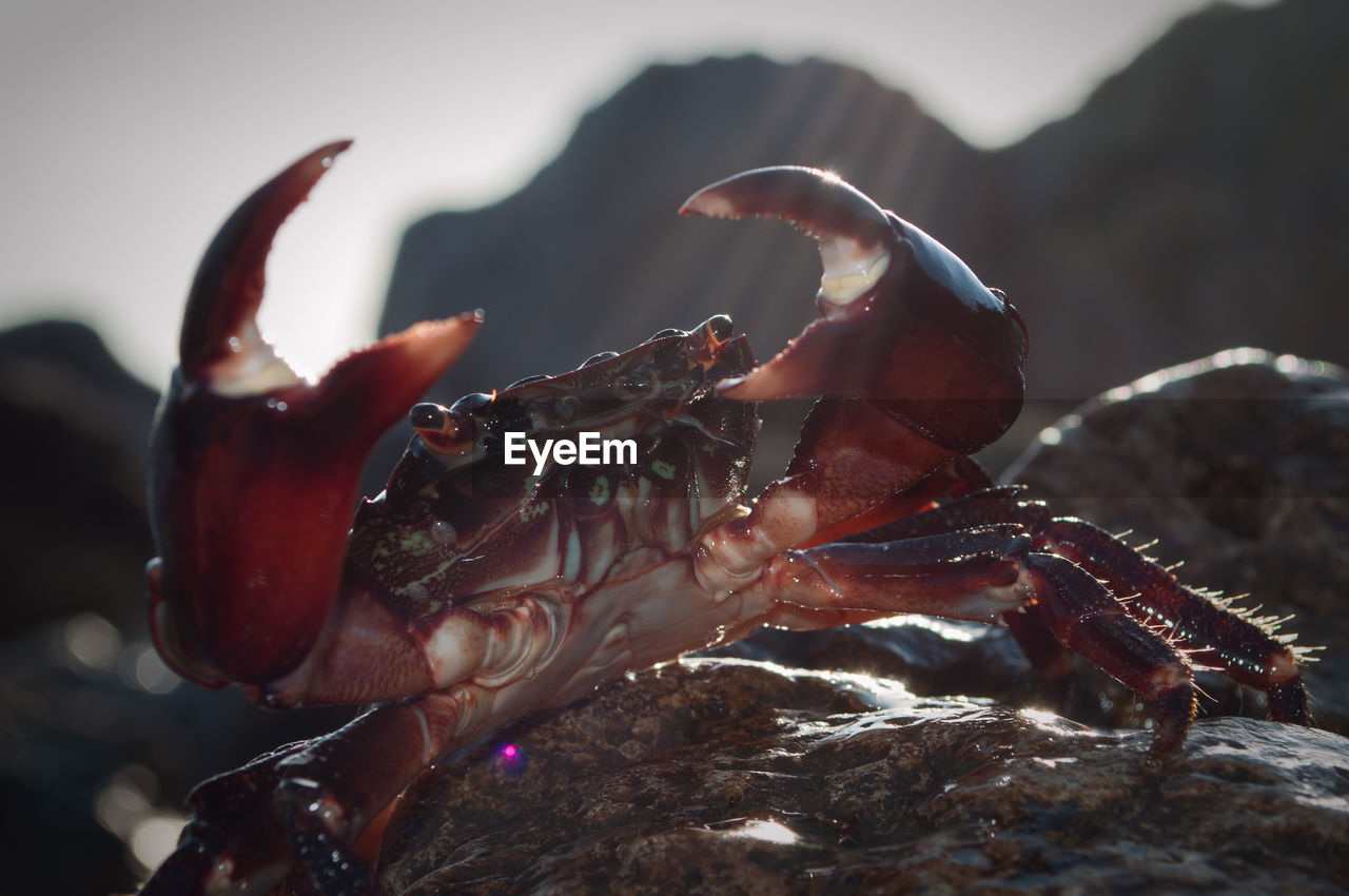 Close-up of crab on rock