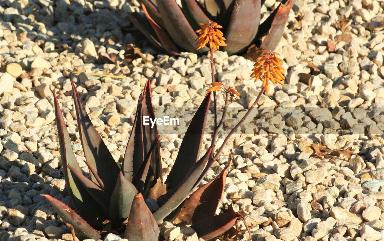 FLOWERS ON PEBBLES