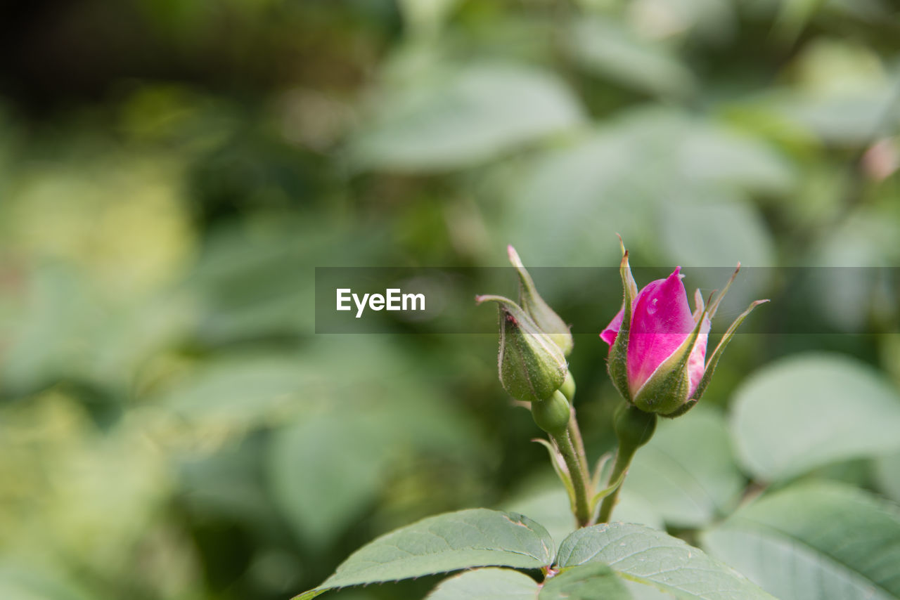 CLOSE-UP OF FLOWER