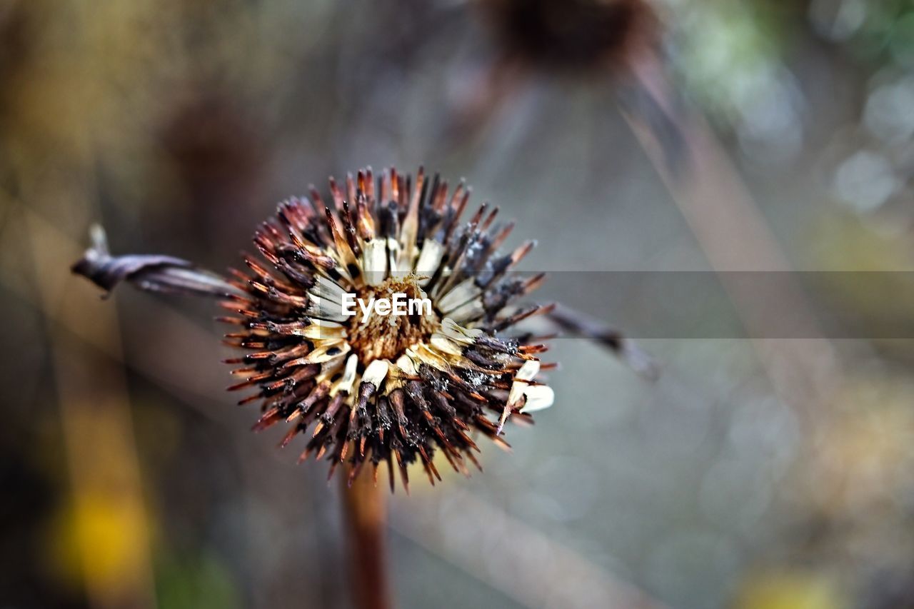 Close-up of wilted flower