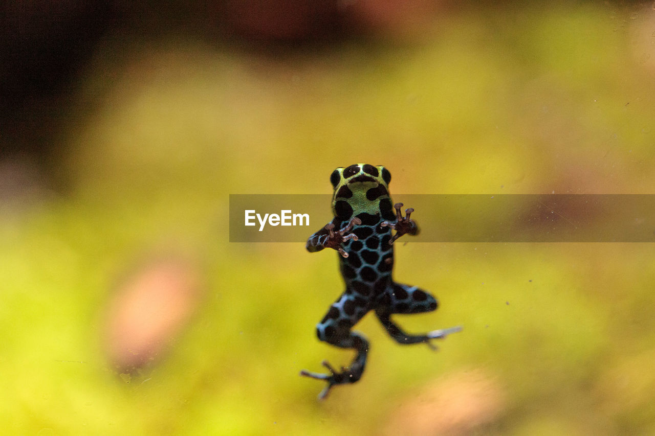 Iridescent variable poison dart frog ranitomeya variabilis is found in the tropical rain forest