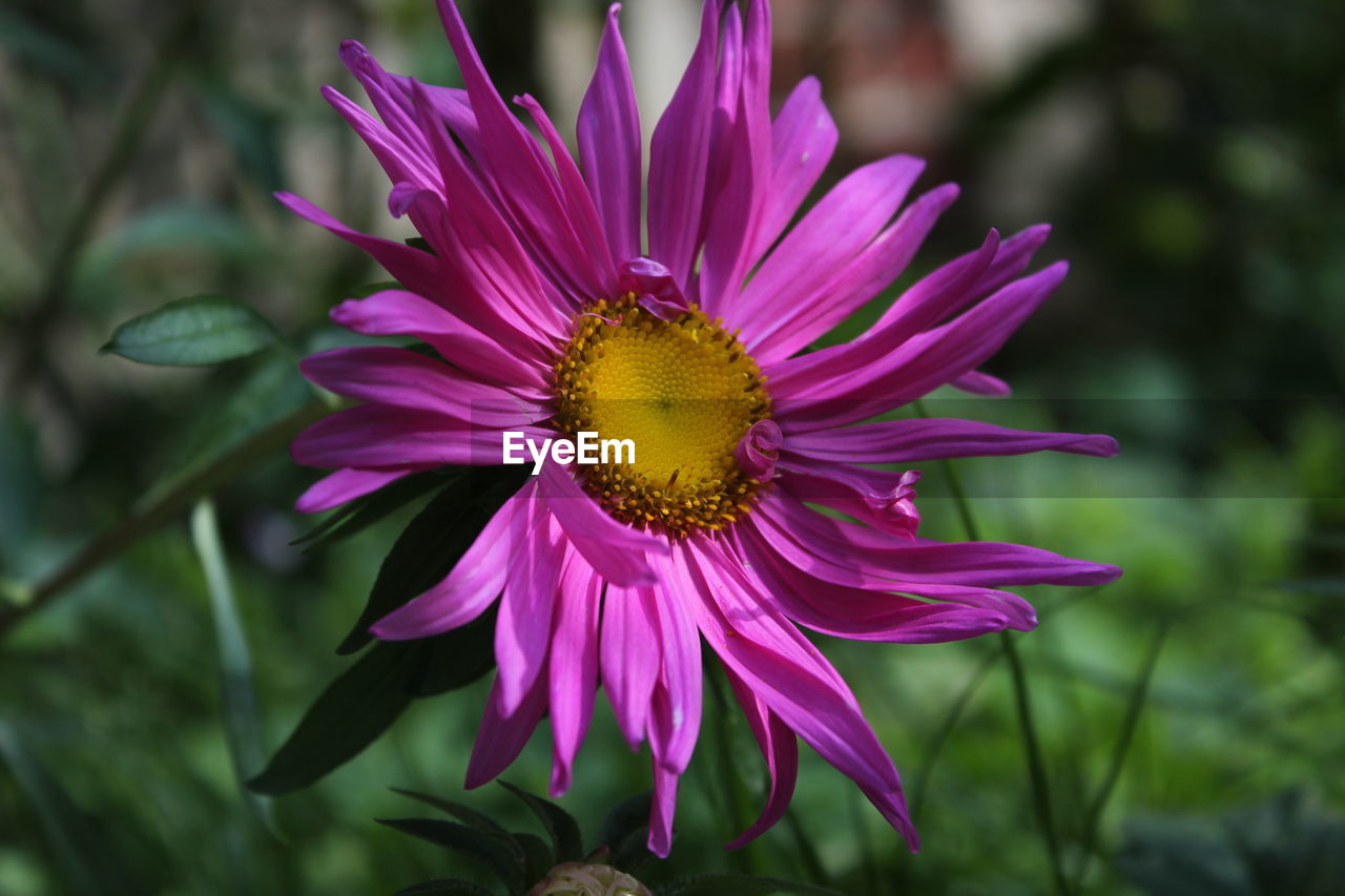 CLOSE-UP OF PURPLE FLOWERS BLOOMING OUTDOORS