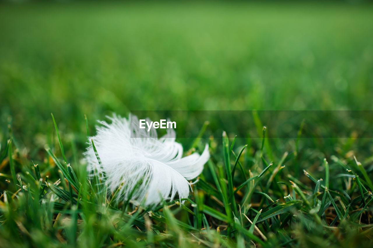 green, grass, plant, lawn, nature, meadow, leaf, flower, white, close-up, macro photography, beauty in nature, selective focus, fragility, growth, no people, freshness, sunlight, field, land, flowering plant, dandelion, outdoors, springtime, day, plain, softness, grassland, environment