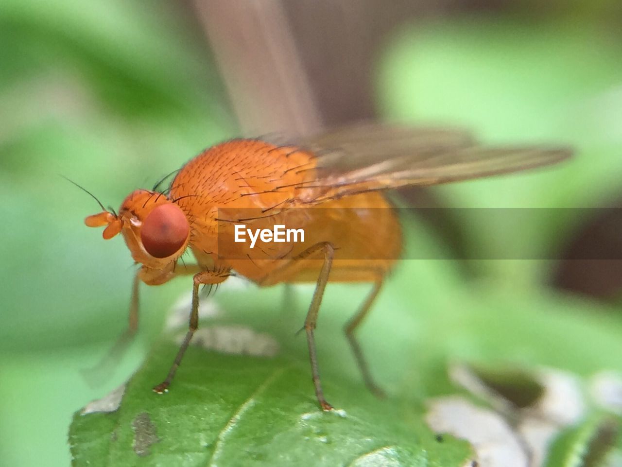 CLOSE-UP OF INSECT ON STEM