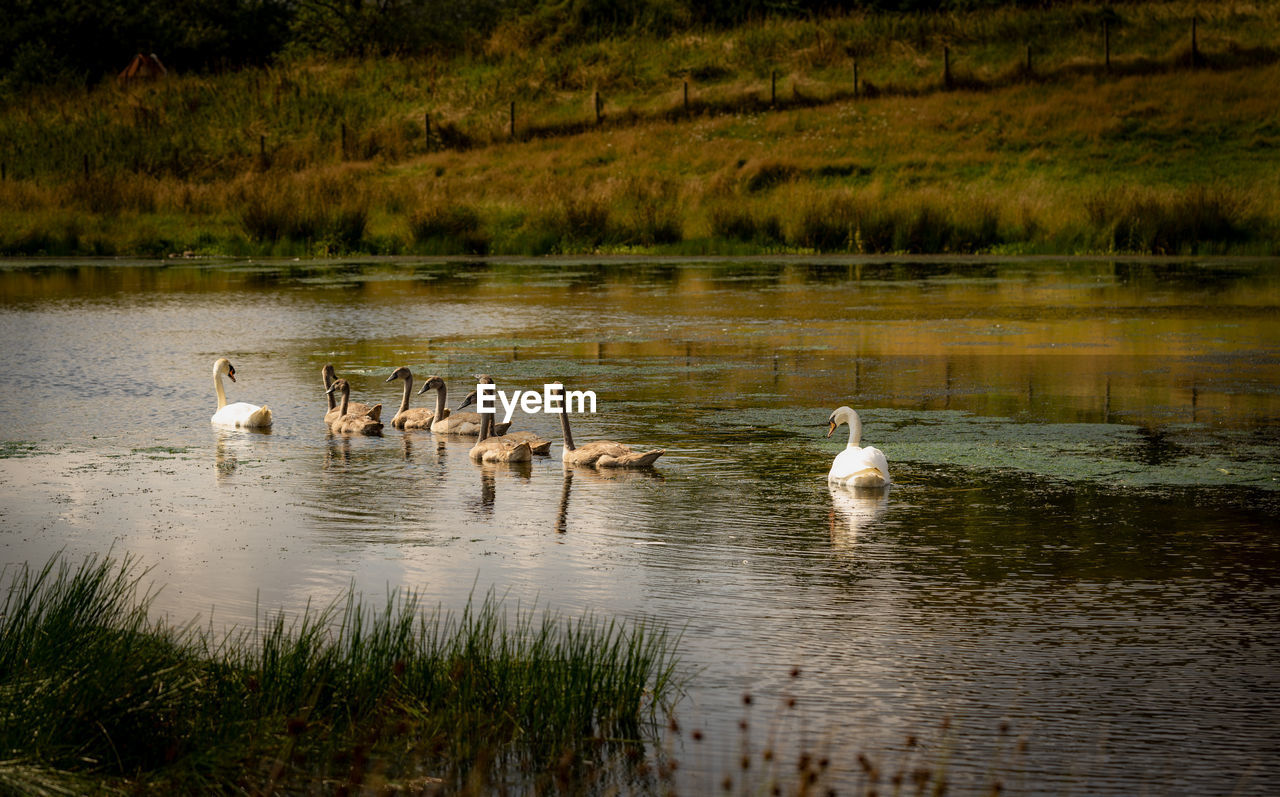 DUCKS IN LAKE