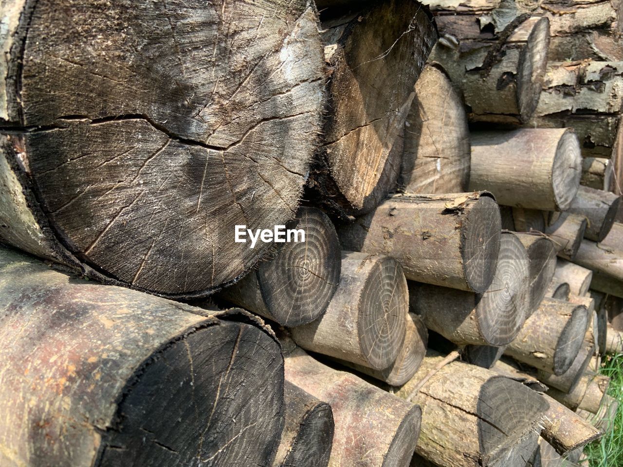 CLOSE-UP OF LOGS IN FOREST