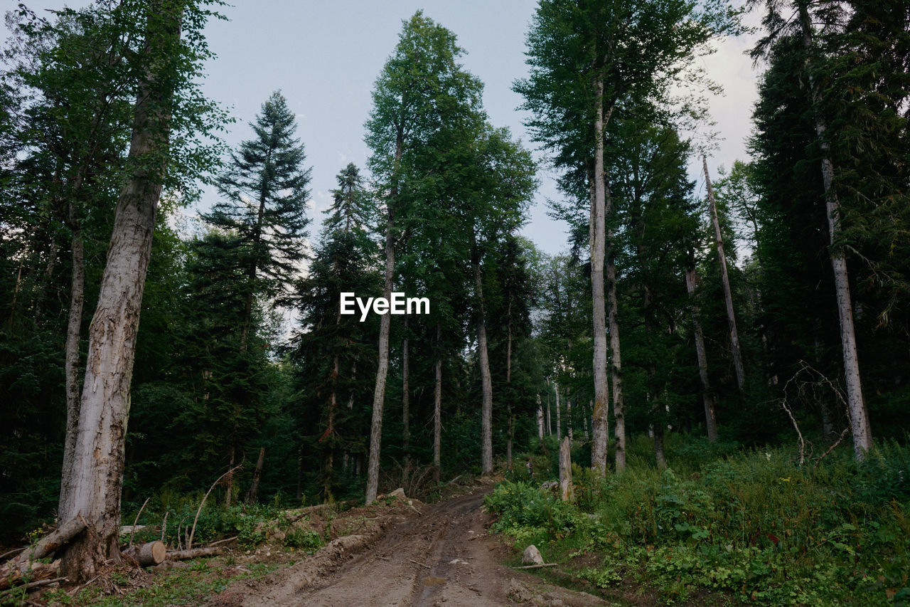 Panoramic view of pine trees in forest