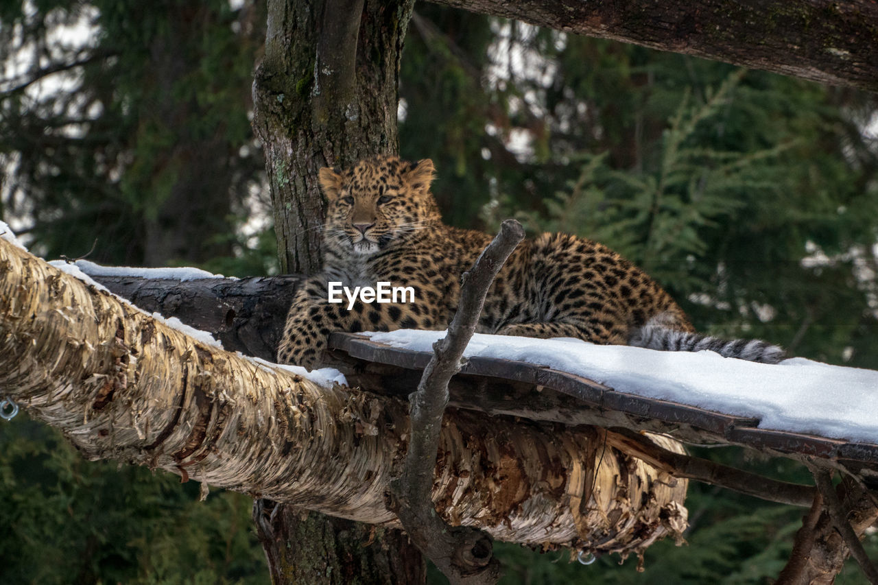 View of panther resting on tree trunk