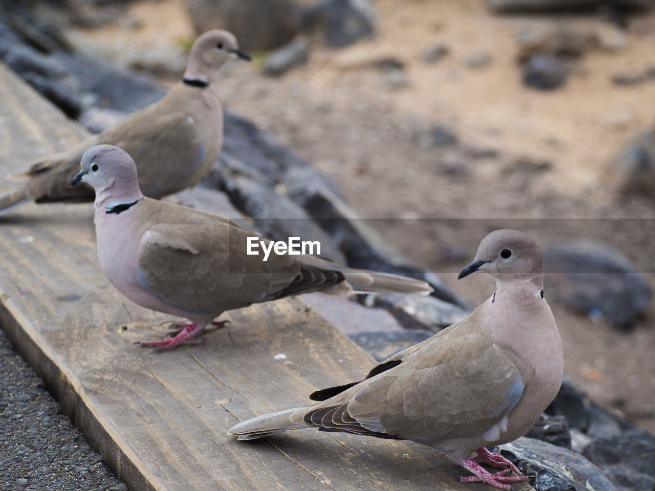 Close-up of mourning doves perching on wood