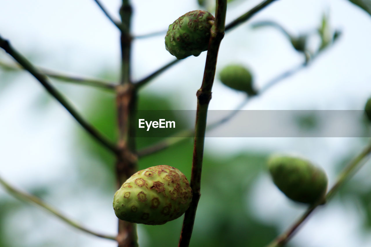 Close-up of fruit growing on tree