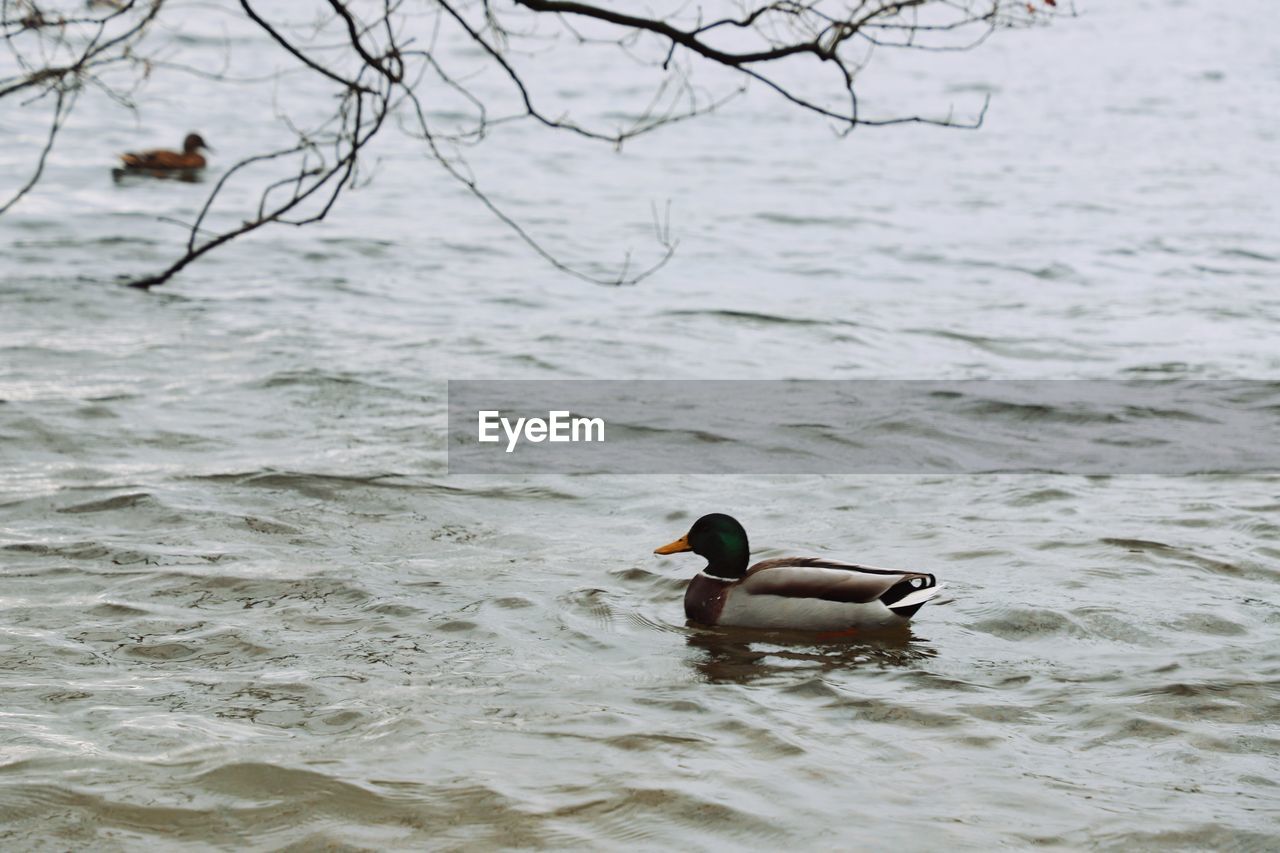 DUCKS SWIMMING ON LAKE