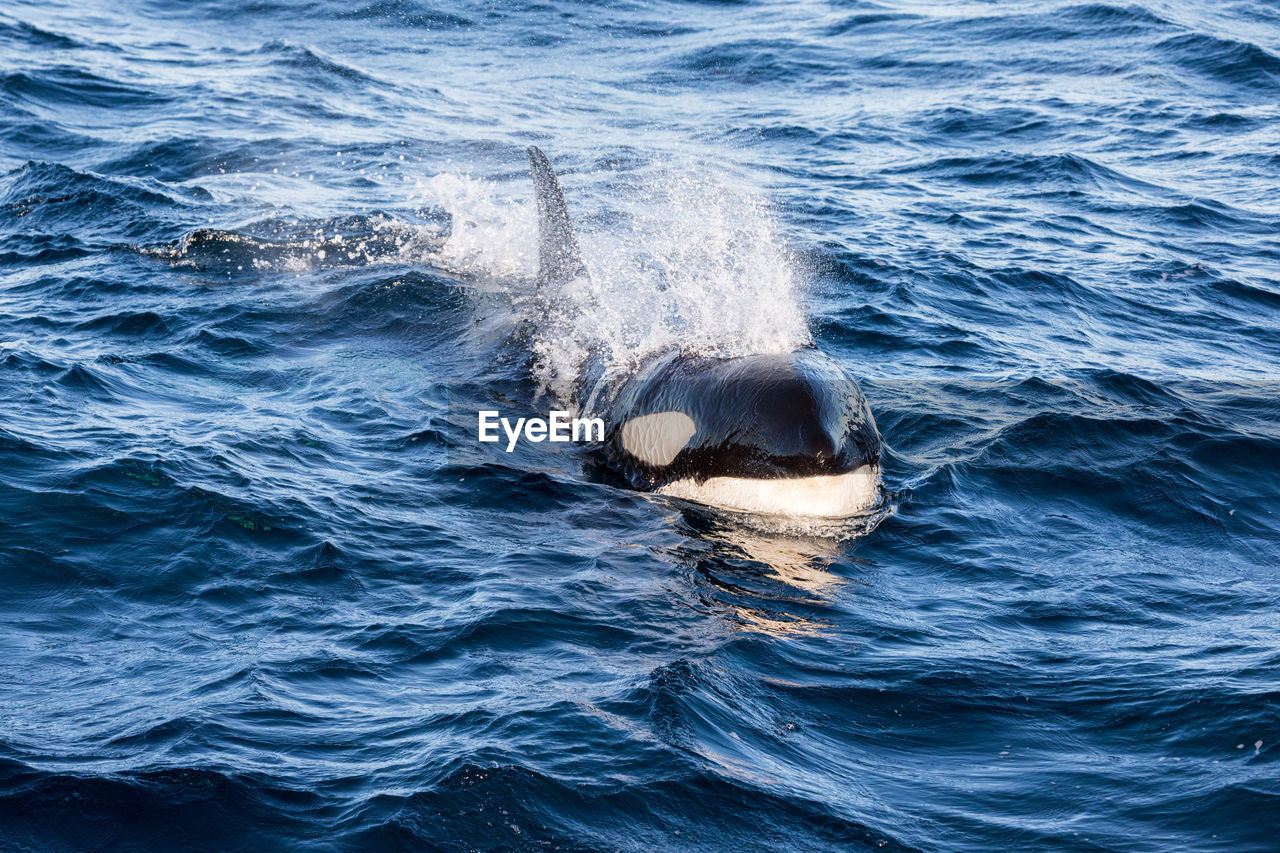 Whale in the sea