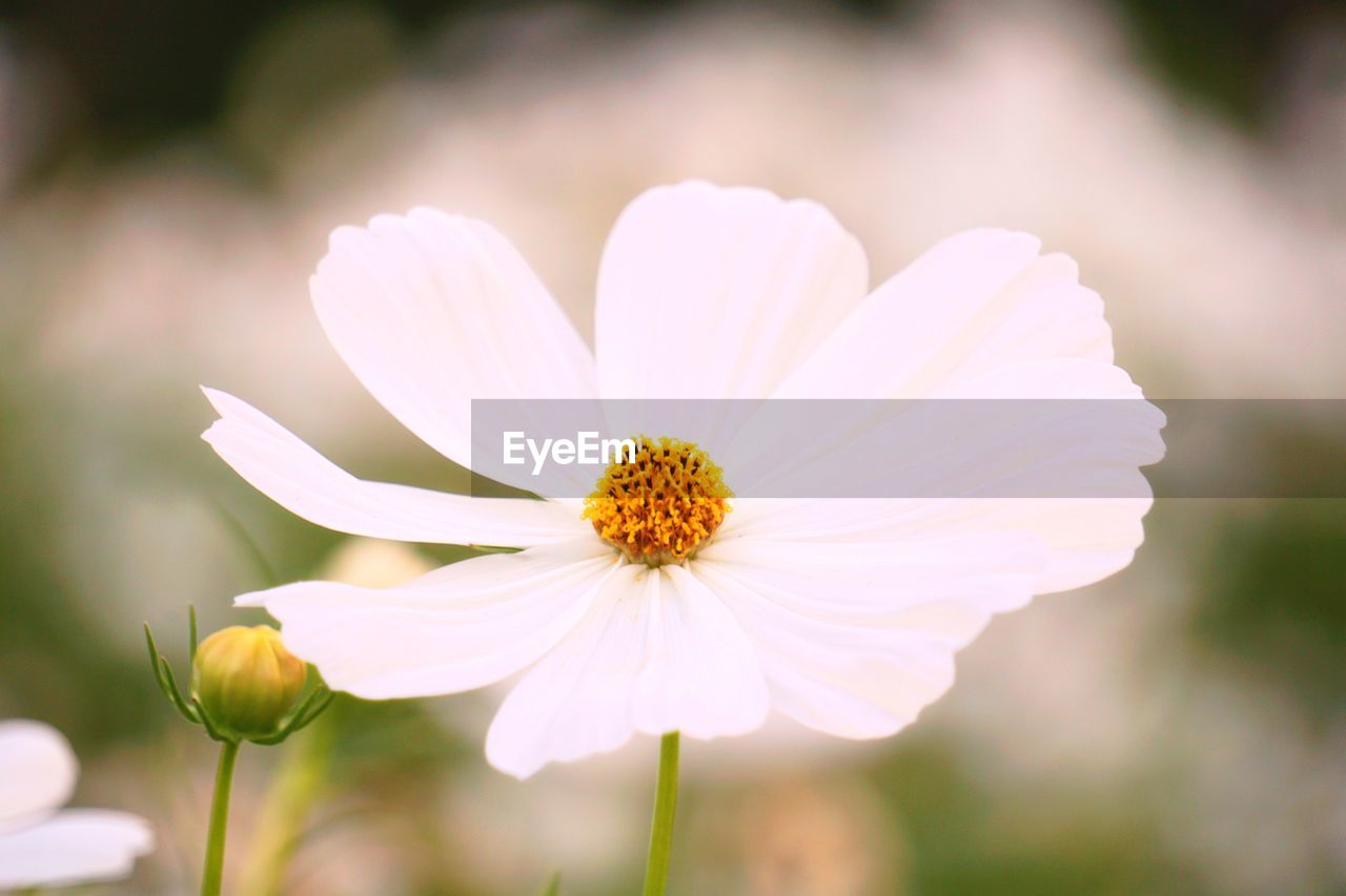 Close-up of white flowering plant