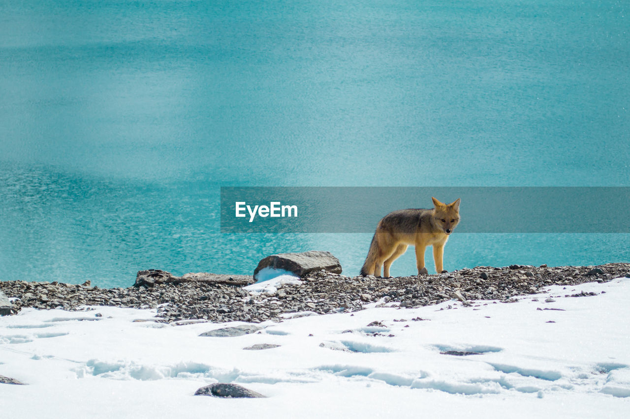 Wolf by sea during winter