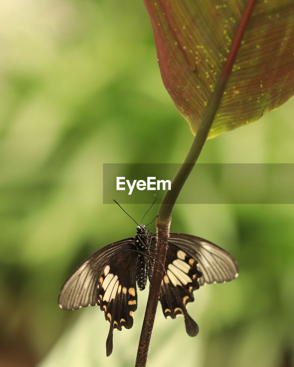 CLOSE-UP OF BUTTERFLY POLLINATING ON LEAF