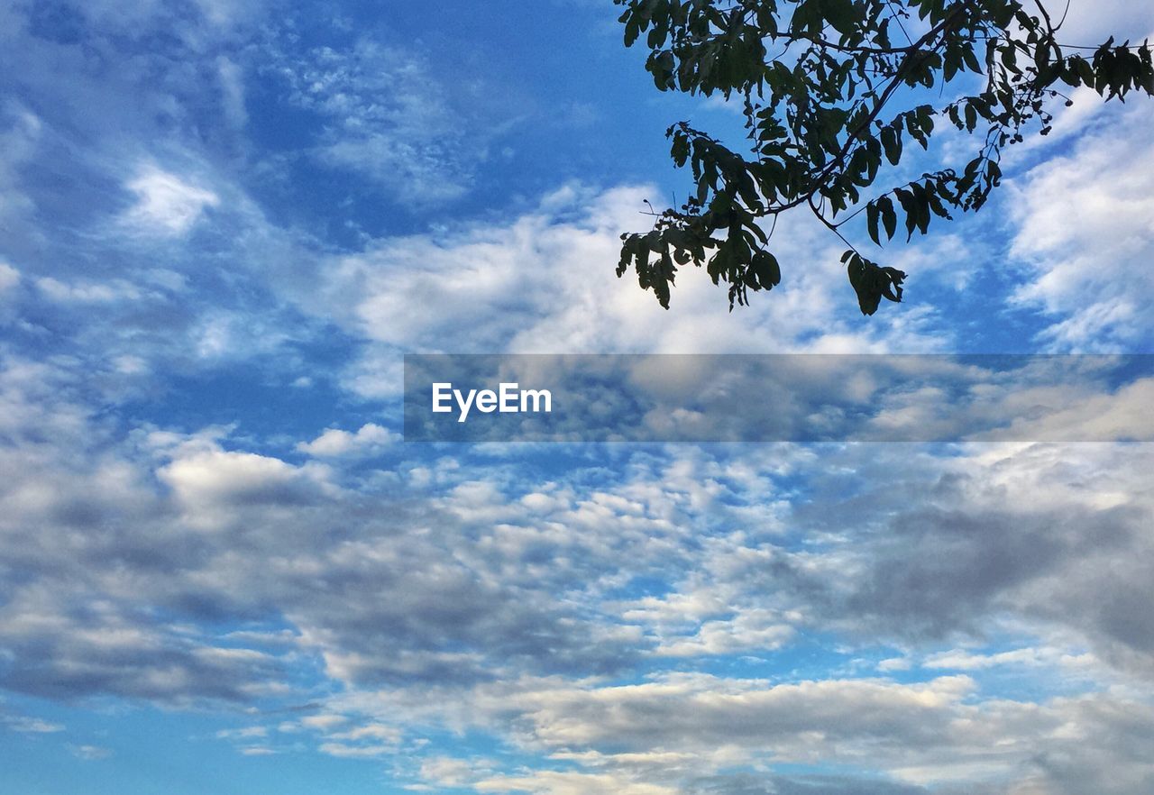 LOW ANGLE VIEW OF BIRD ON TREE AGAINST CLOUDY SKY