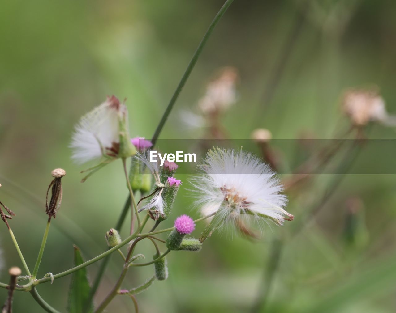 Close-up of purple flowering plant